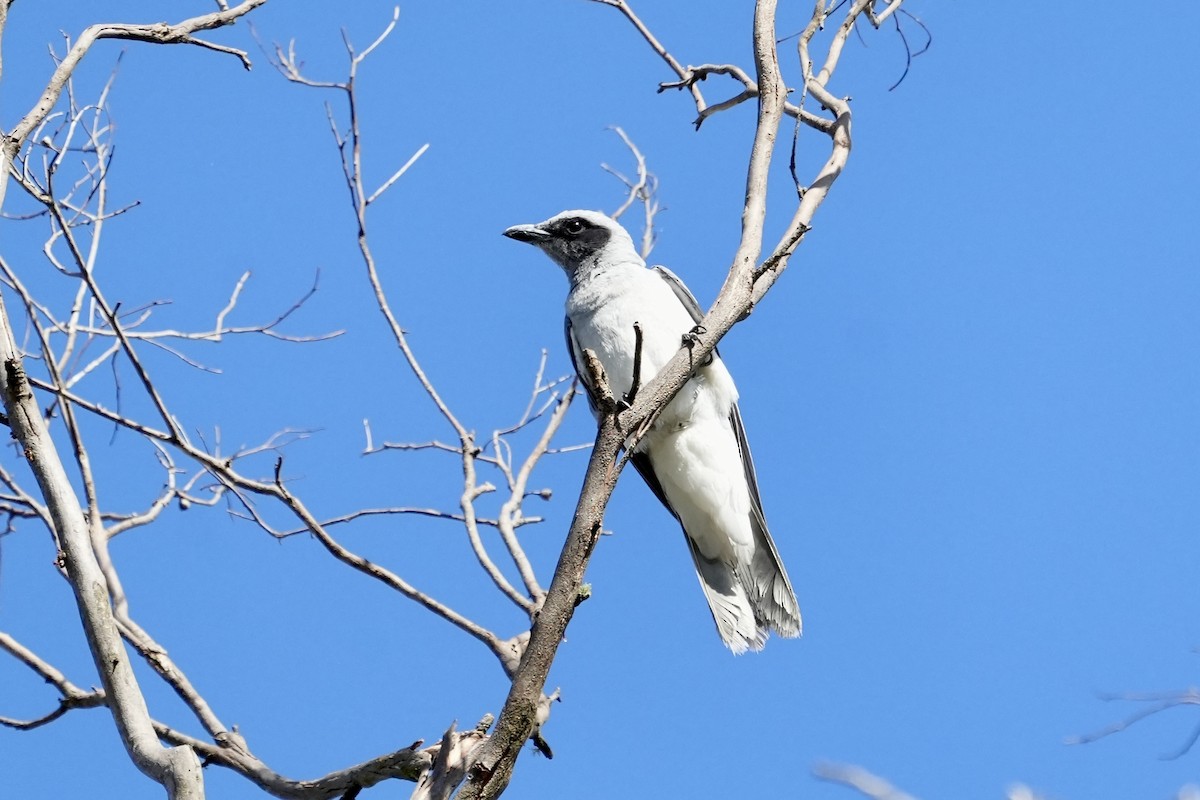 Black-faced Cuckooshrike - ML644352380