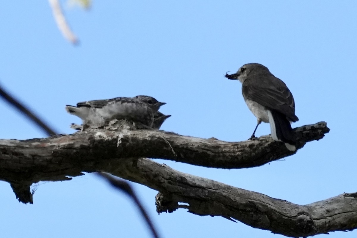 Weißschwanzschnäpper - ML644352383