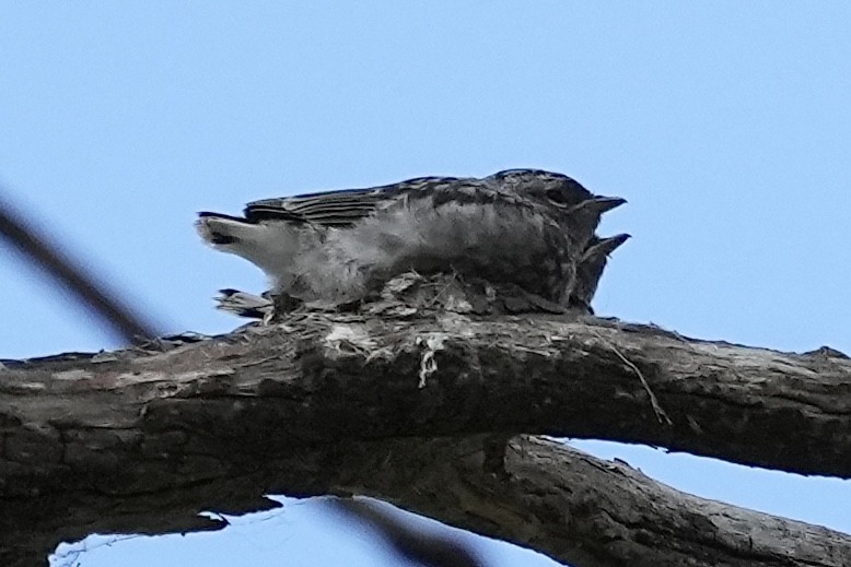 Weißschwanzschnäpper - ML644352384