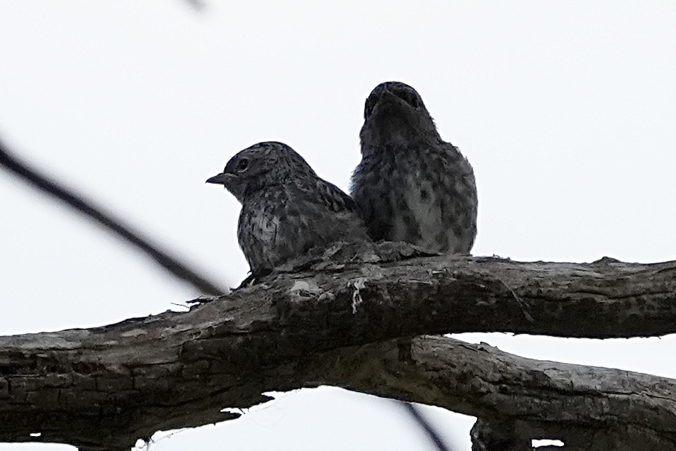 Weißschwanzschnäpper - ML644352386