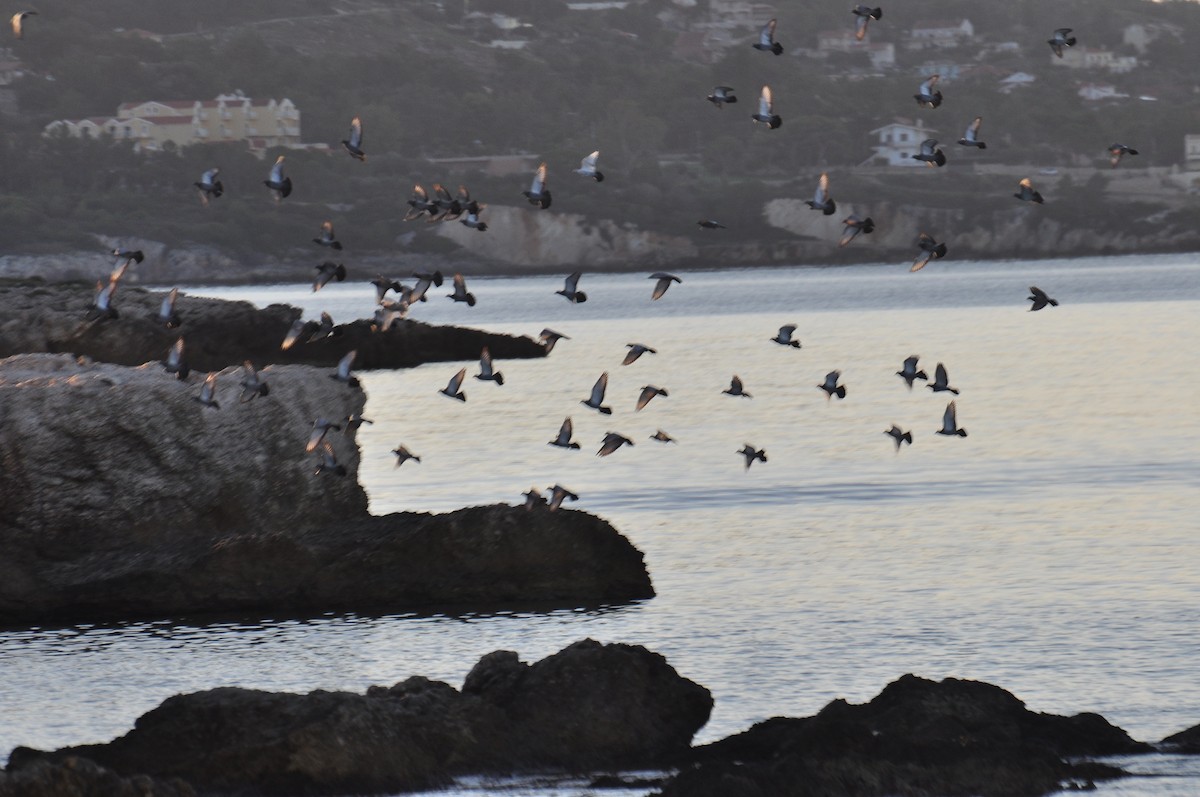 野鴿(野化) - ML644352388