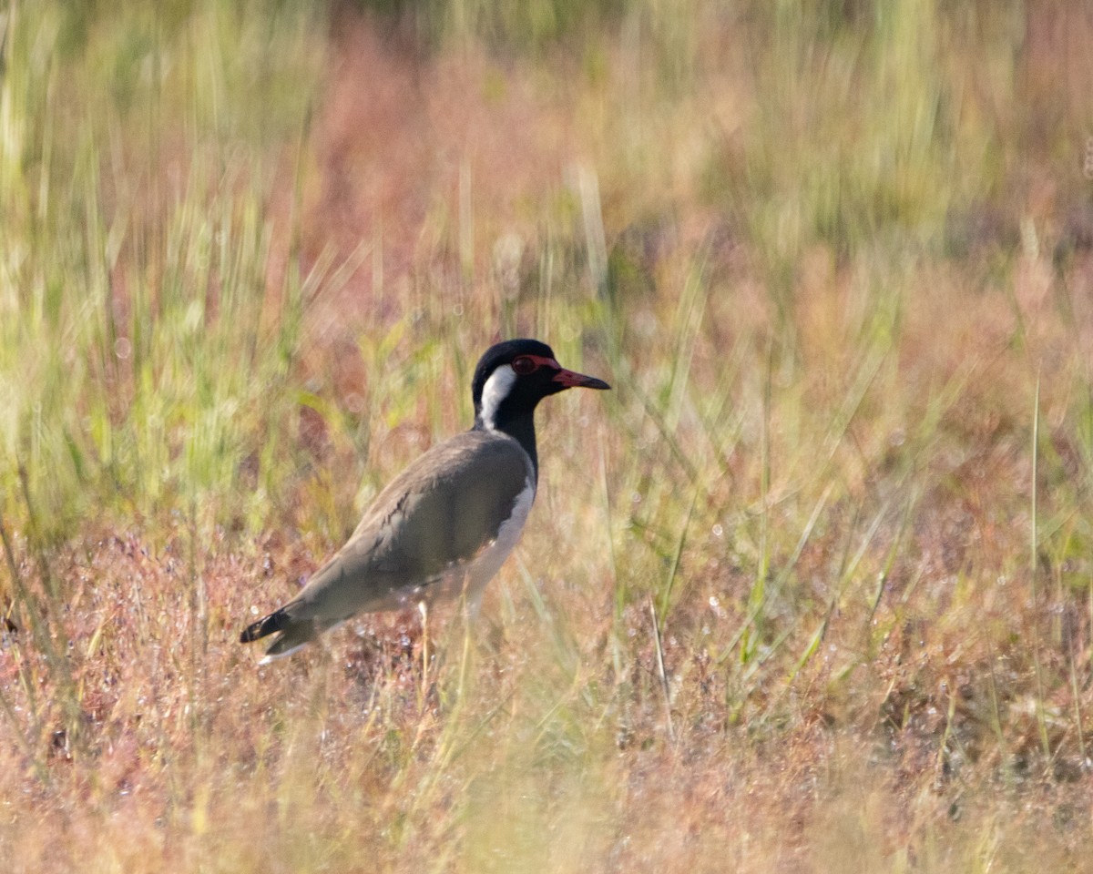 čejka černoprsá - ML644352392