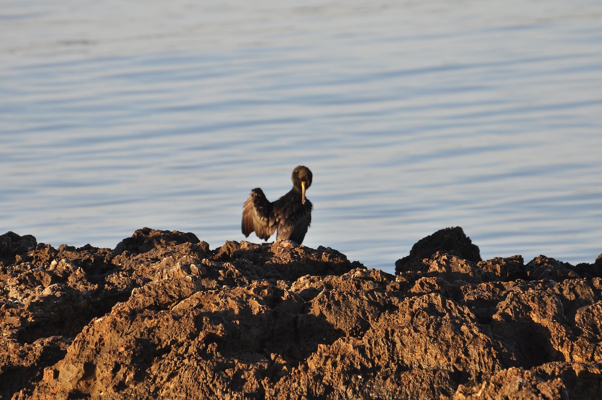 European Shag - ML644352393