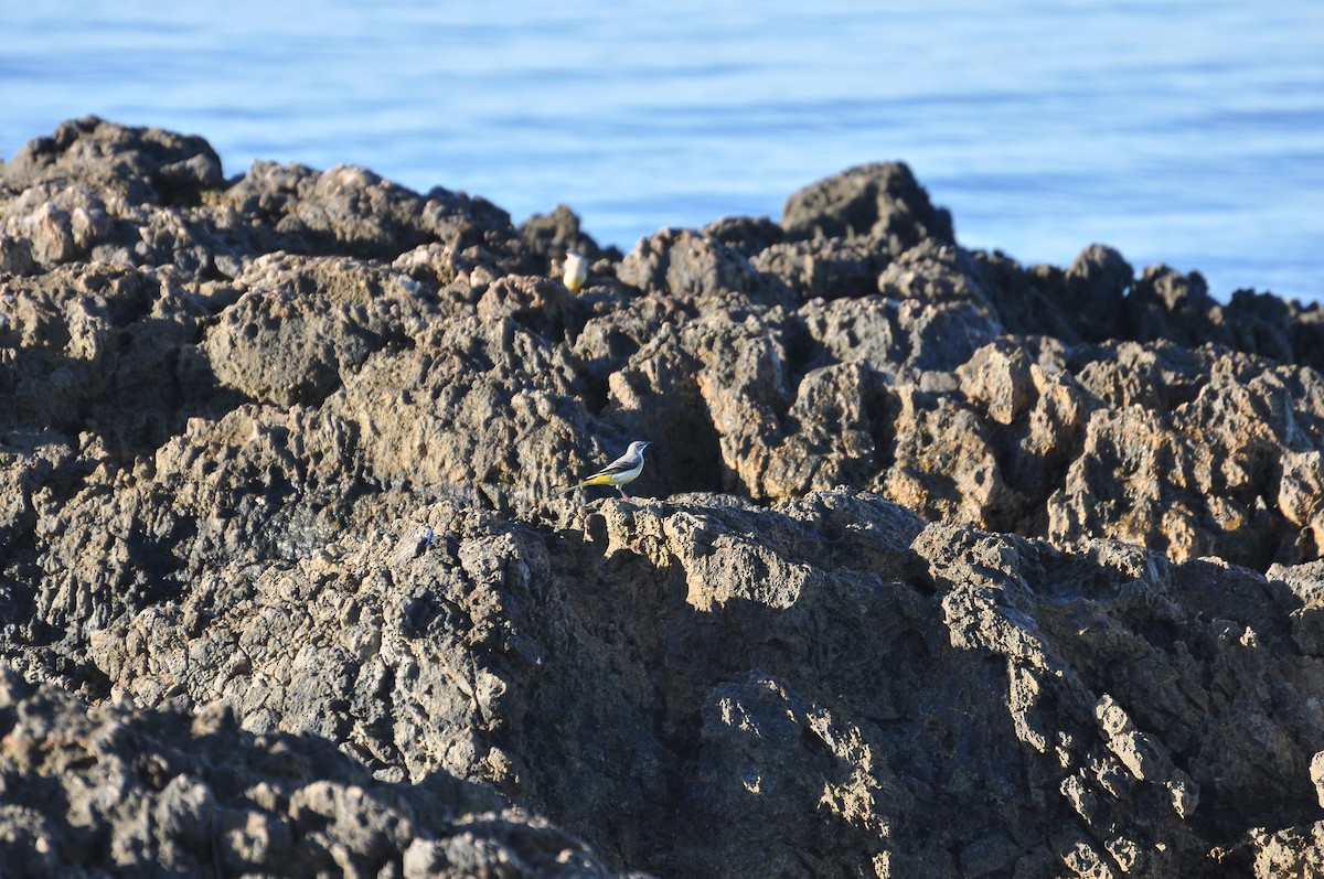 灰鶺鴒 - ML644352394