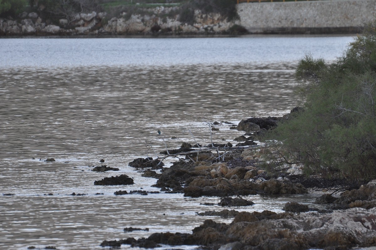 翠鳥 - ML644352397