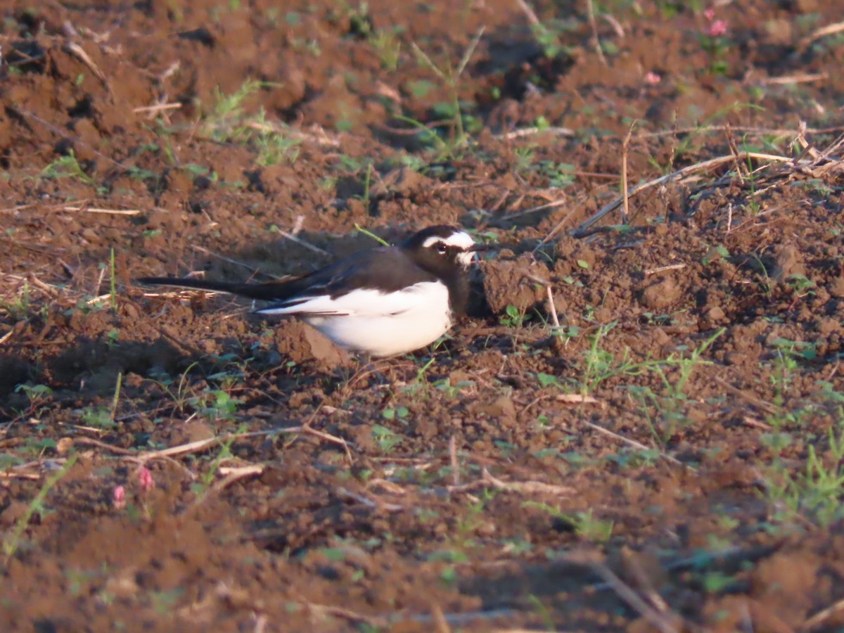 日本鶺鴒 - ML644352405