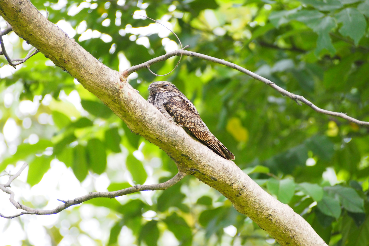 Лагс эргүүбор - ML644352419