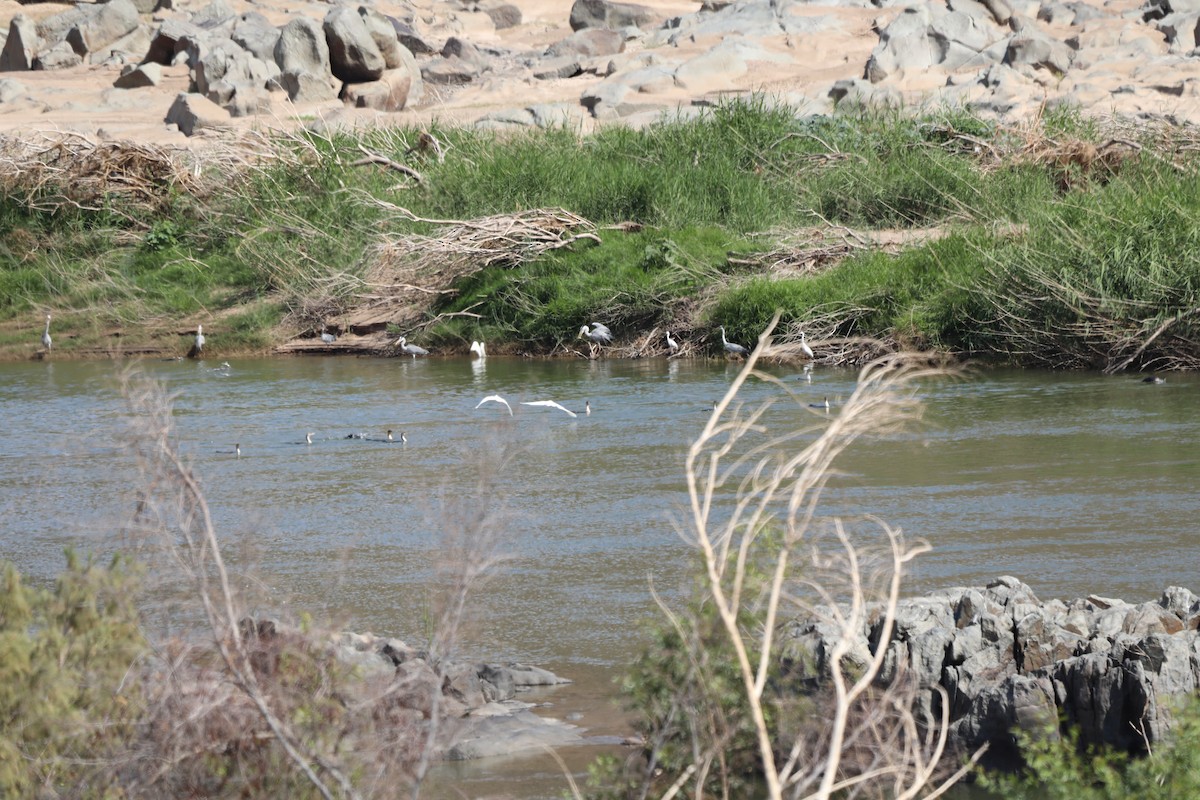 Great Cormorant - ML644352421