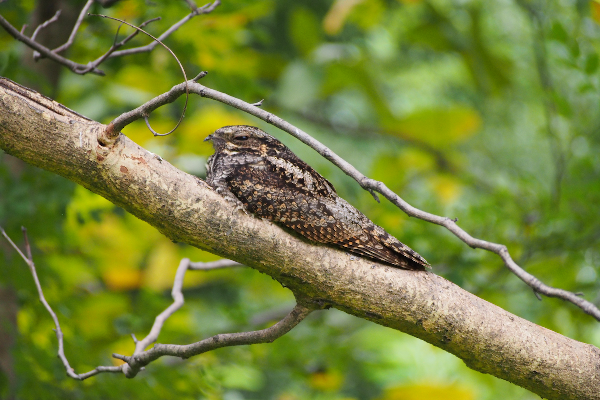 Лагс эргүүбор - ML644352422