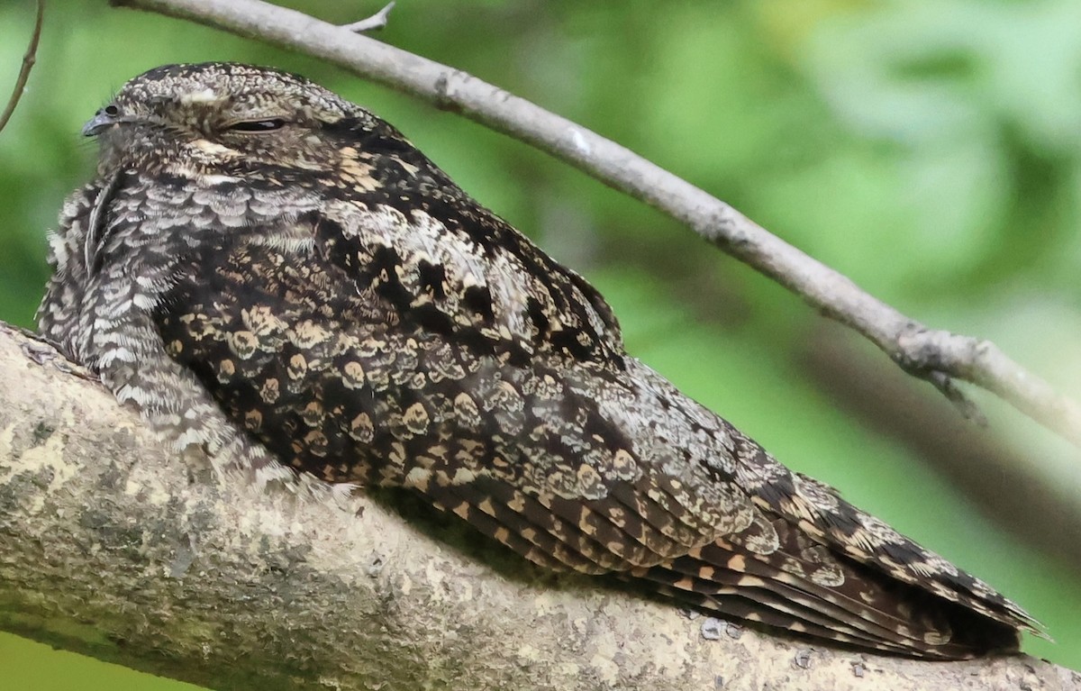 Лагс эргүүбор - ML644352427