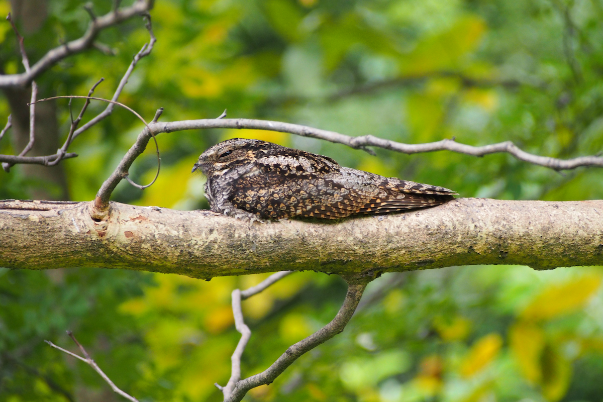 Лагс эргүүбор - ML644352428