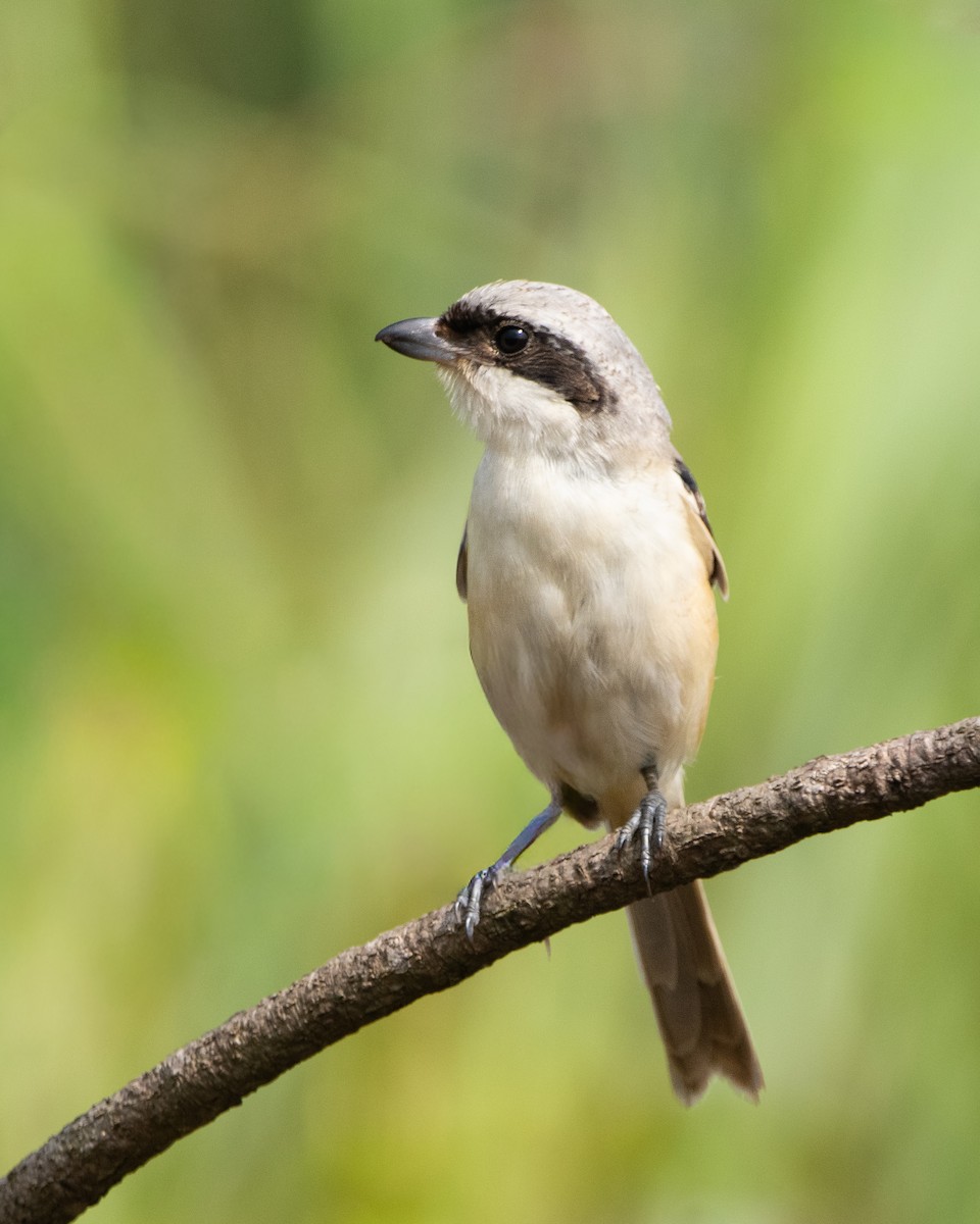 Long-tailed Shrike - ML644352431
