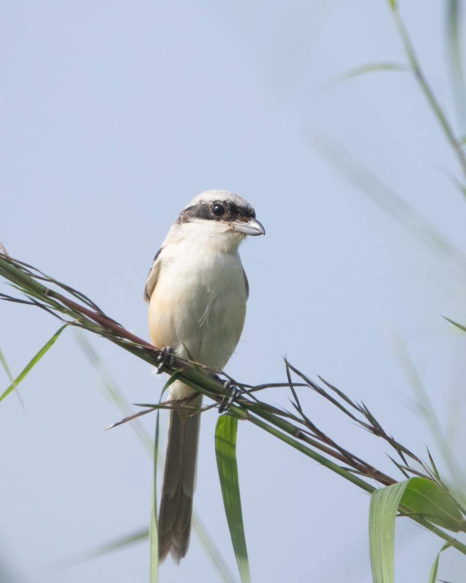Long-tailed Shrike - ML644352434