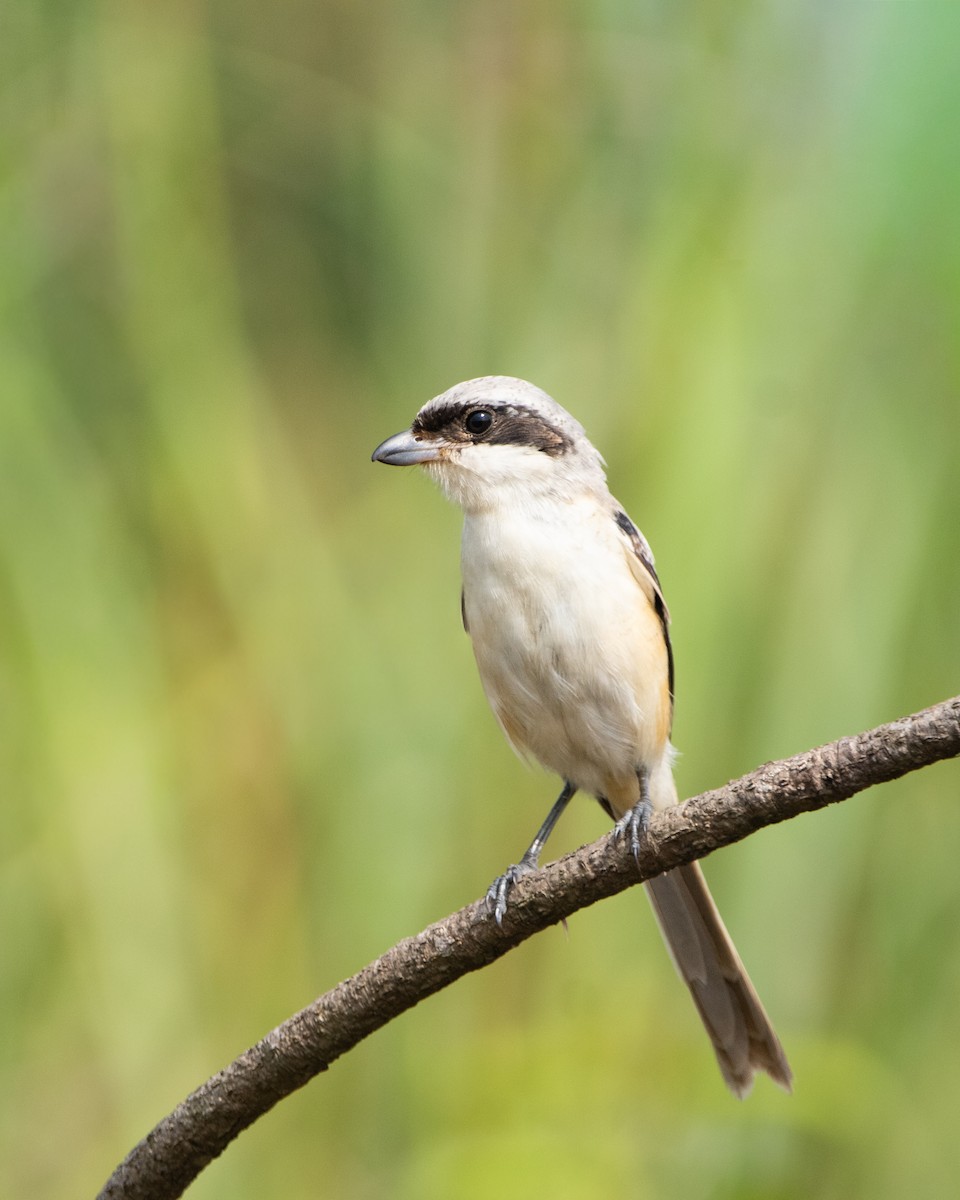 Long-tailed Shrike - ML644352436