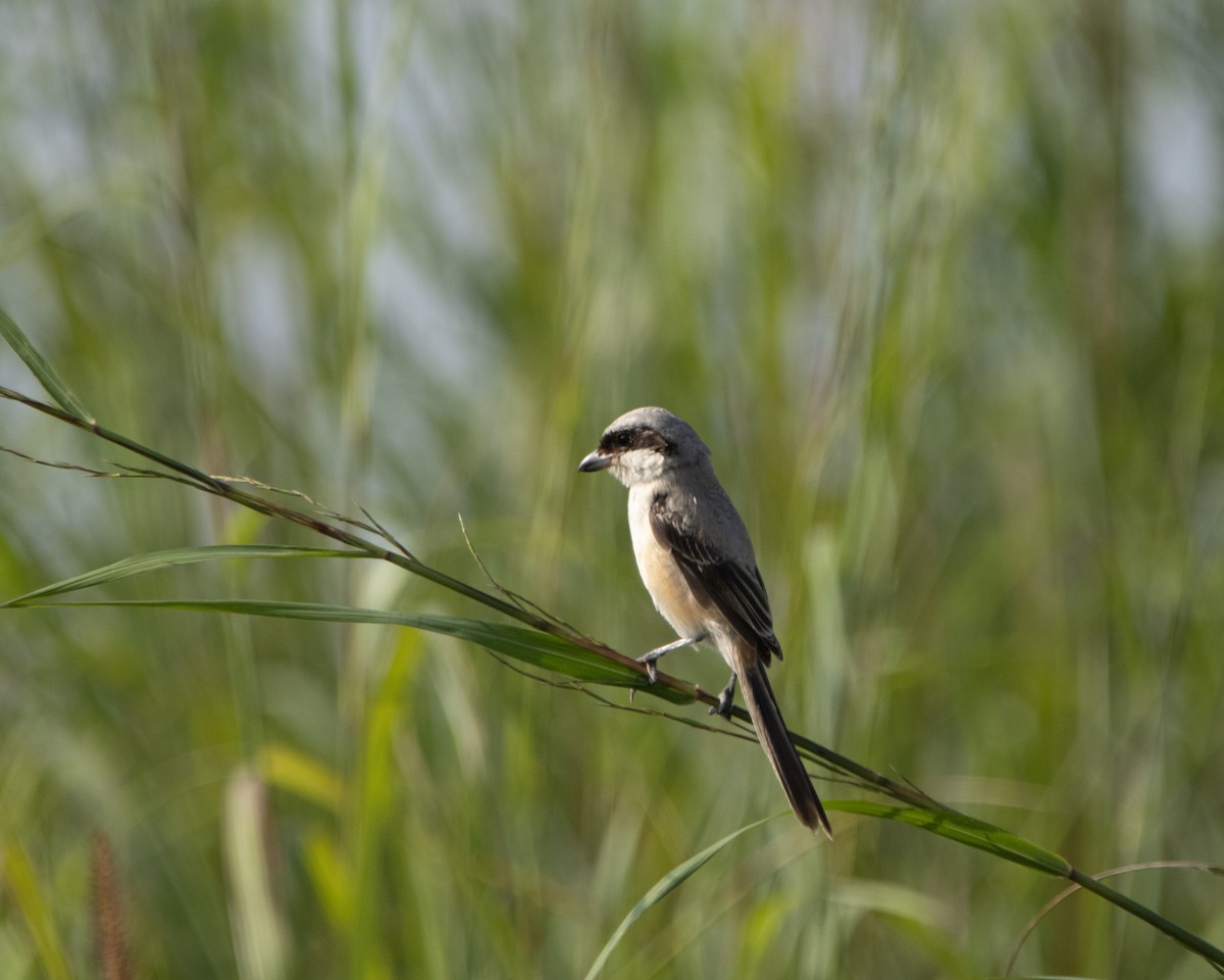 Long-tailed Shrike - ML644352437