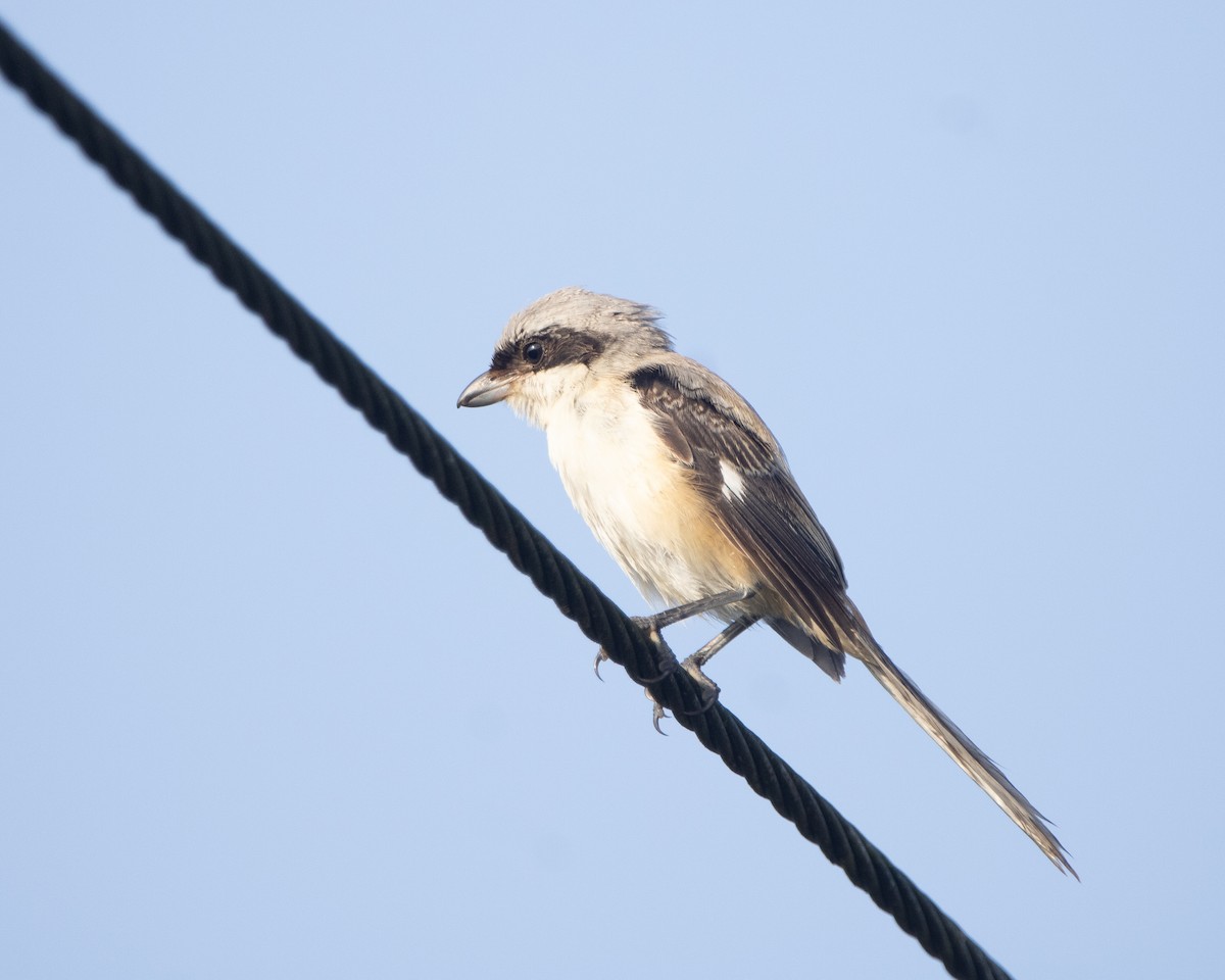 Long-tailed Shrike - ML644352438