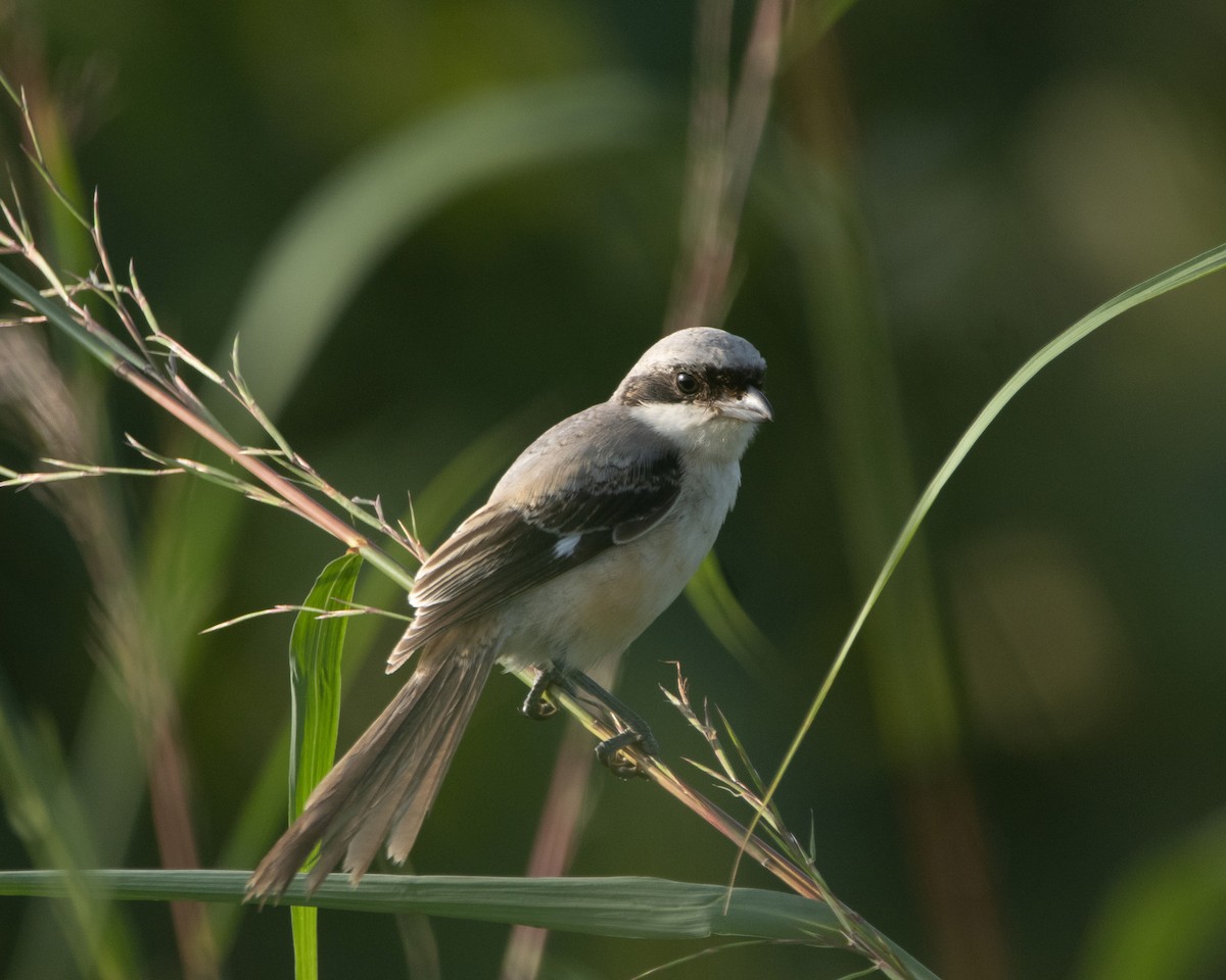 Long-tailed Shrike - ML644352439