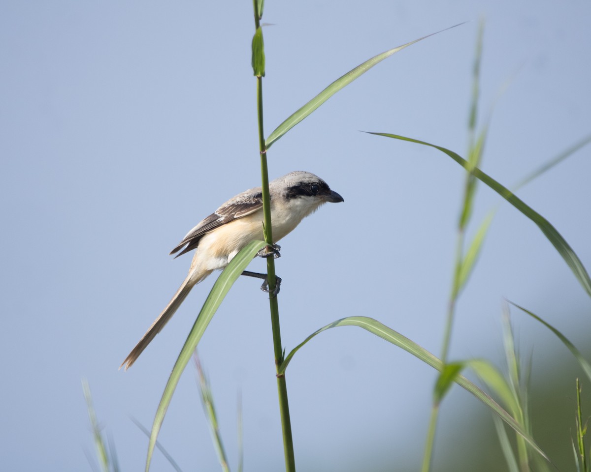 Long-tailed Shrike - ML644352444