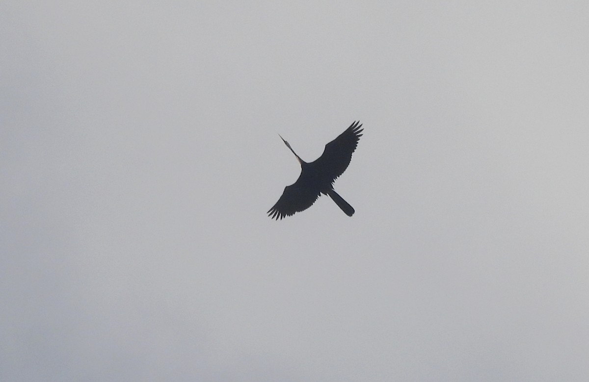 Anhinga roux - ML644352453