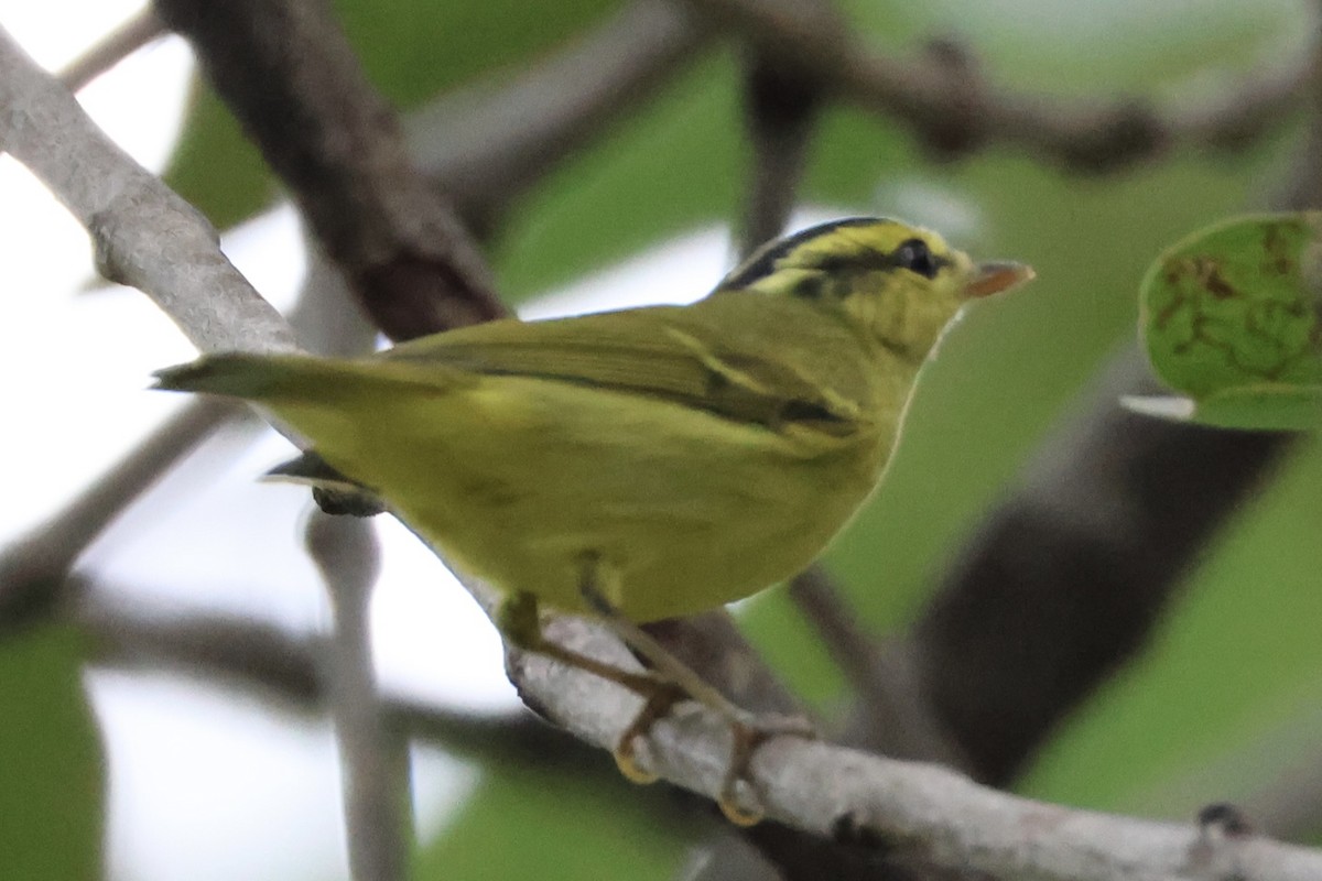 Sulphur-breasted Warbler - ML644352466