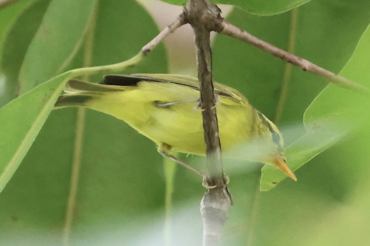 Sulphur-breasted Warbler - ML644352467