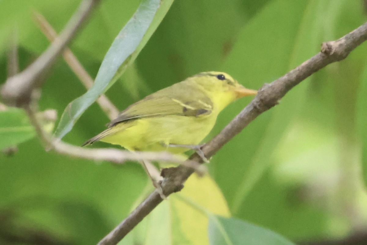 Sulphur-breasted Warbler - ML644352468