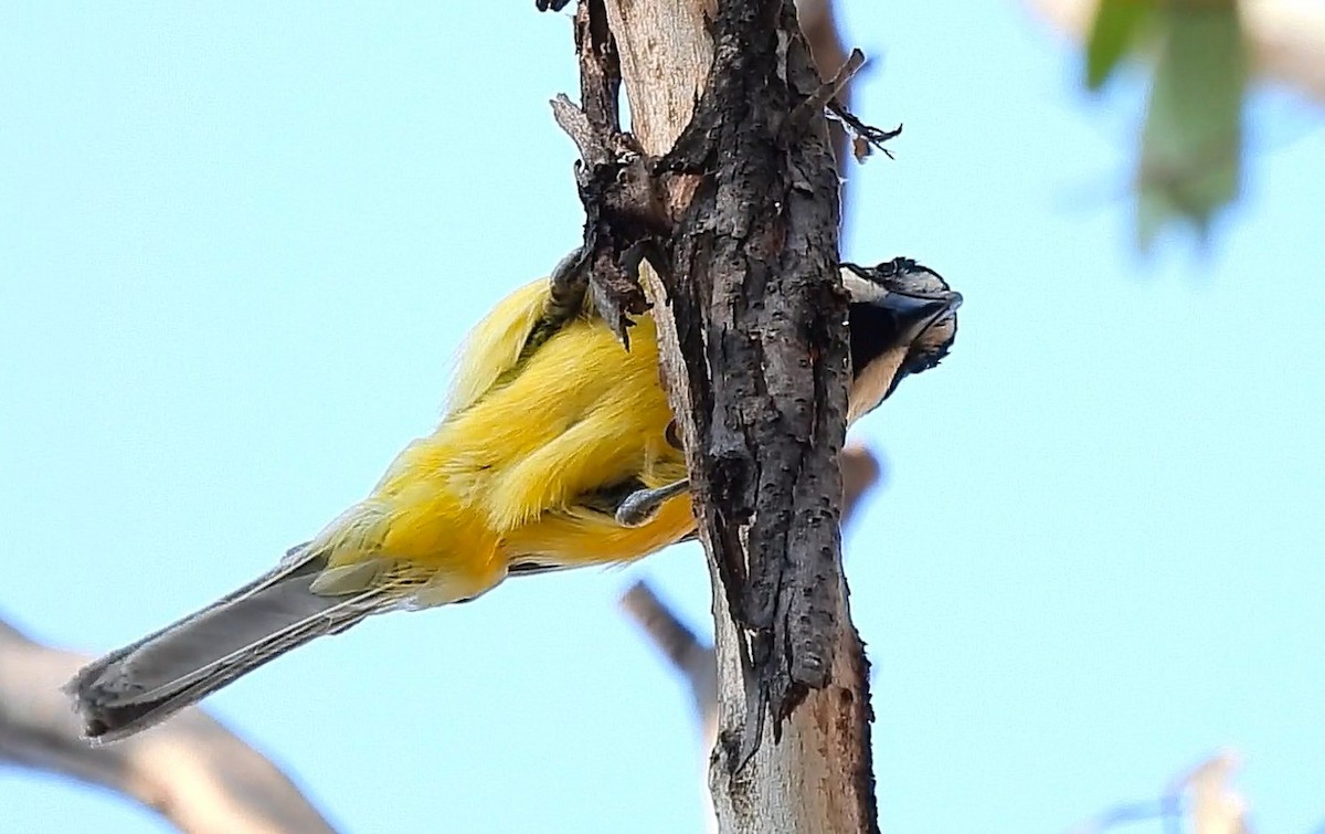 Doğulu Kerpetenkuşu - ML644352476