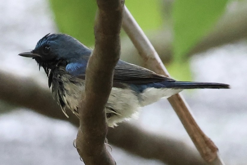 Hainan Blue Flycatcher - ML644352479