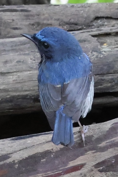 Hainan Blue Flycatcher - ML644352480