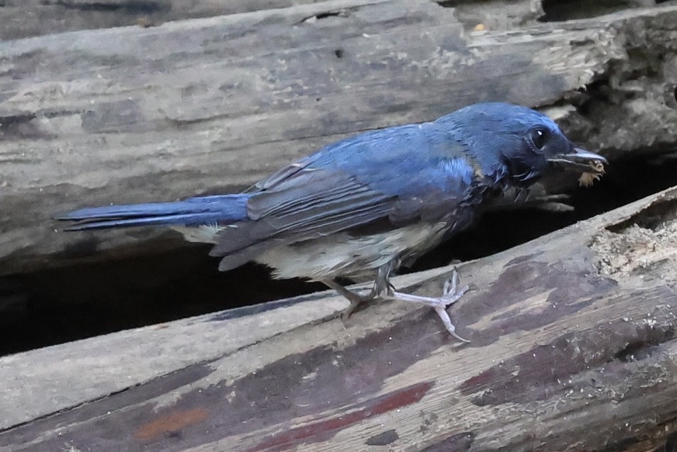 Hainan Blue Flycatcher - ML644352481
