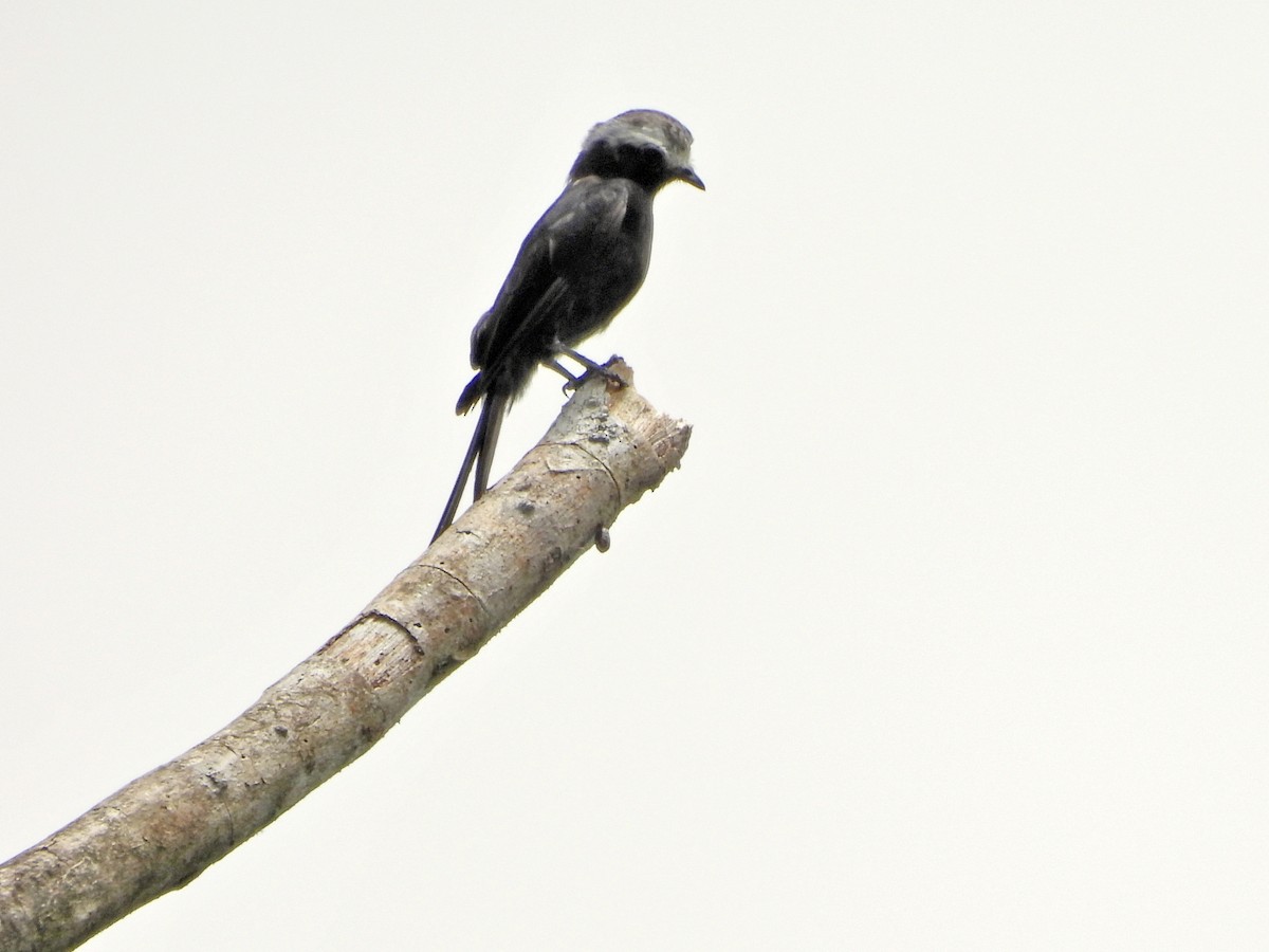 Moucherolle à longs brins - ML644352482