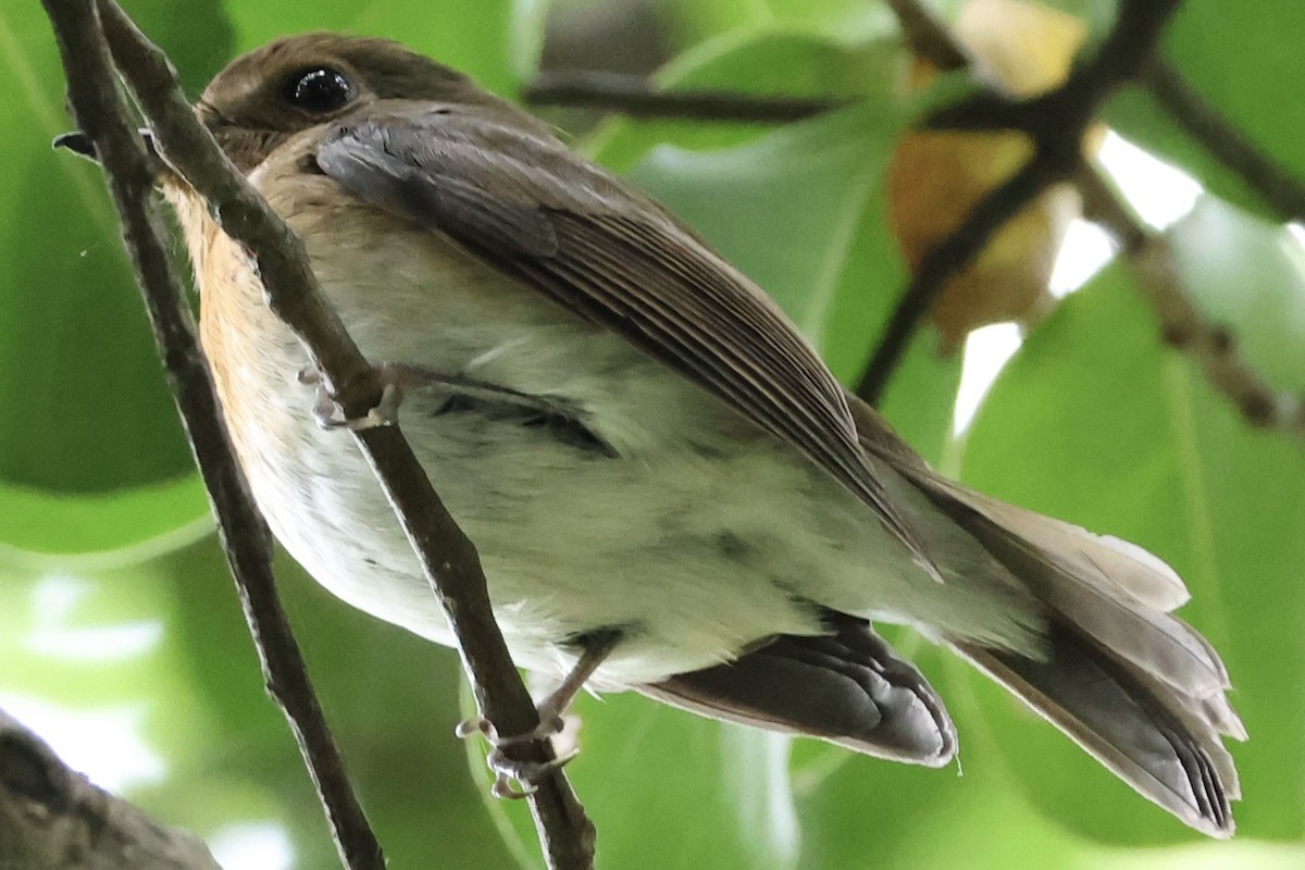 Chinese Blue Flycatcher - ML644352483
