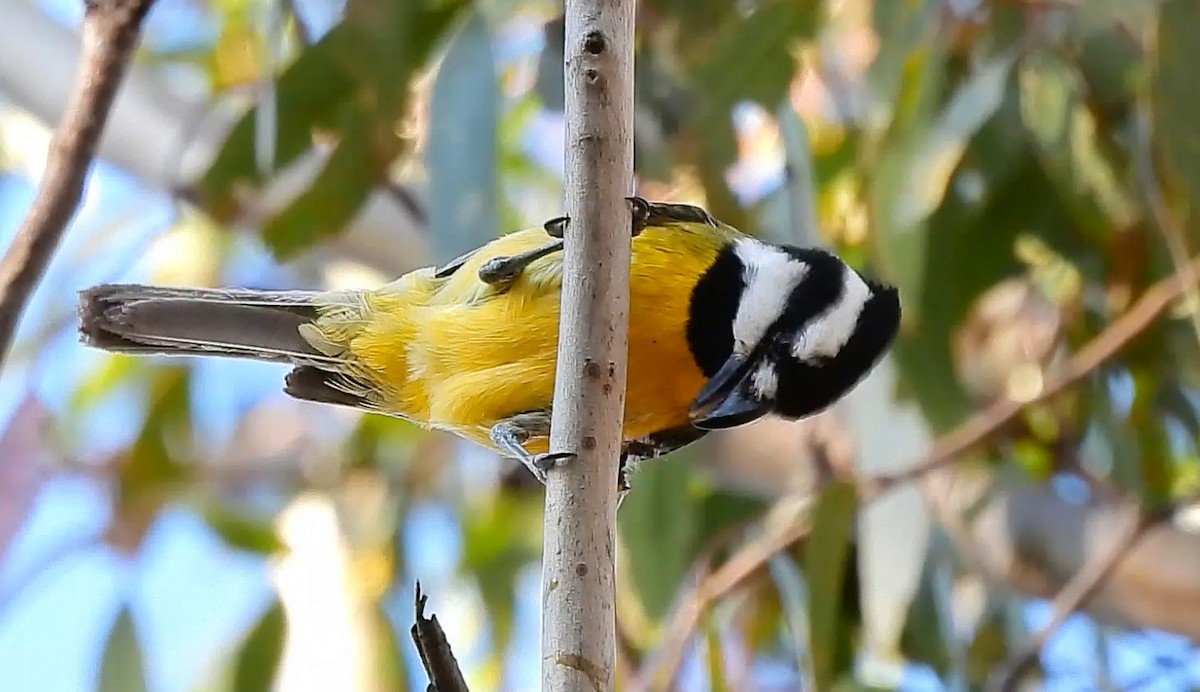 Doğulu Kerpetenkuşu - ML644352497