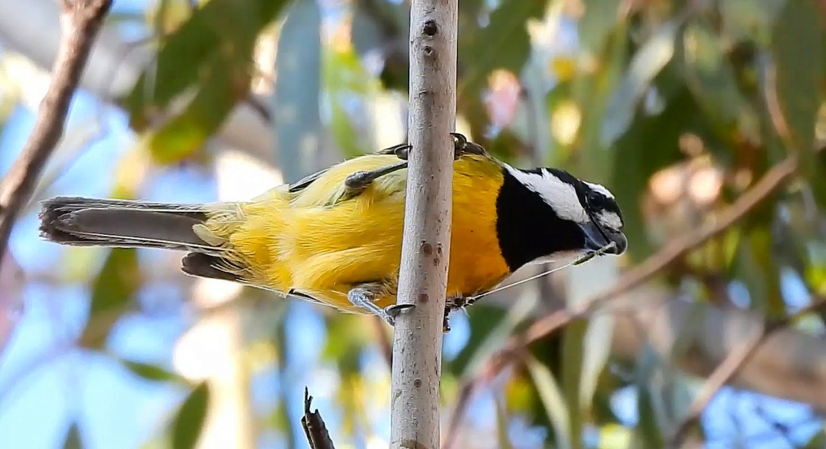 Doğulu Kerpetenkuşu - ML644352502