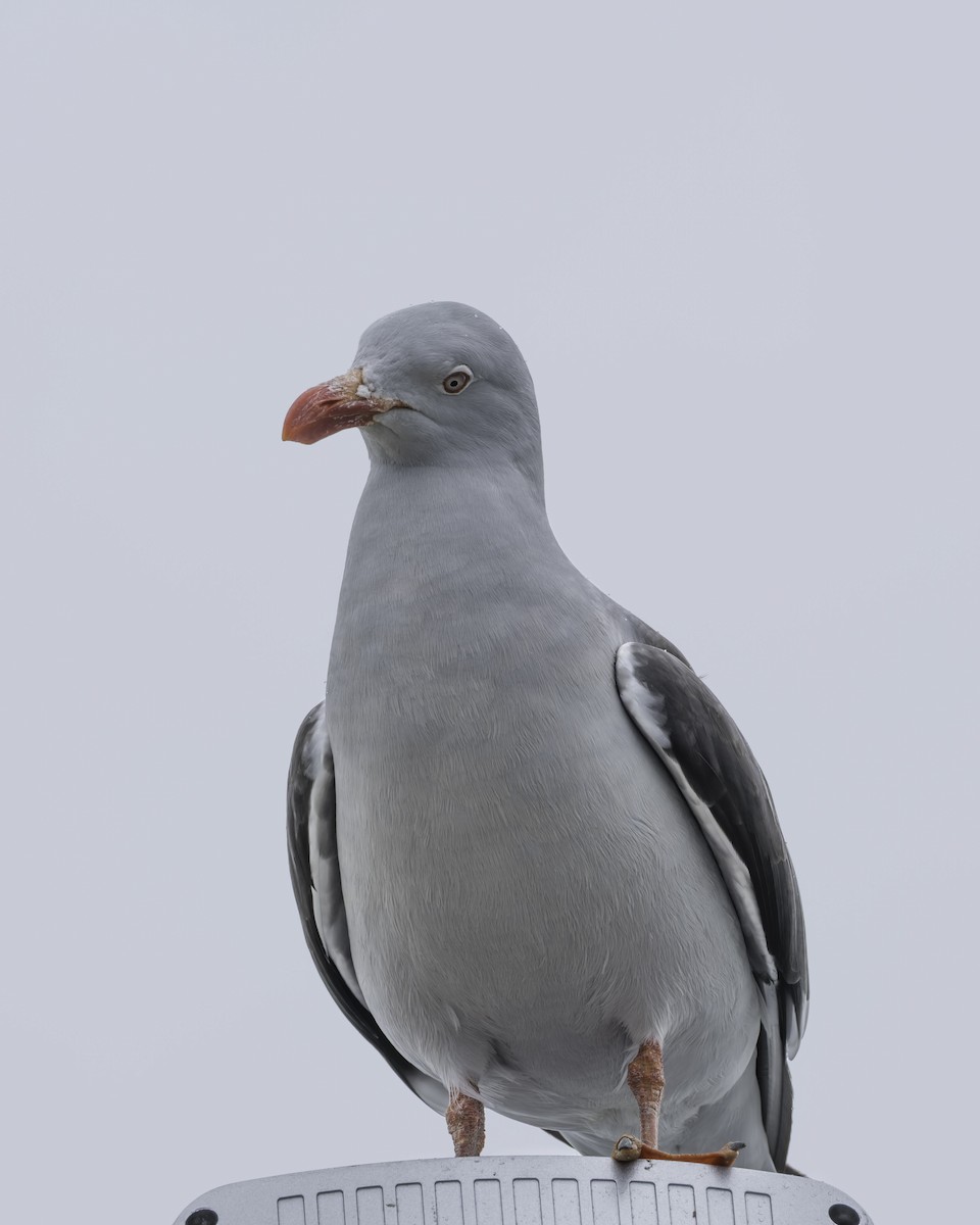 Dolphin Gull - ML644352503