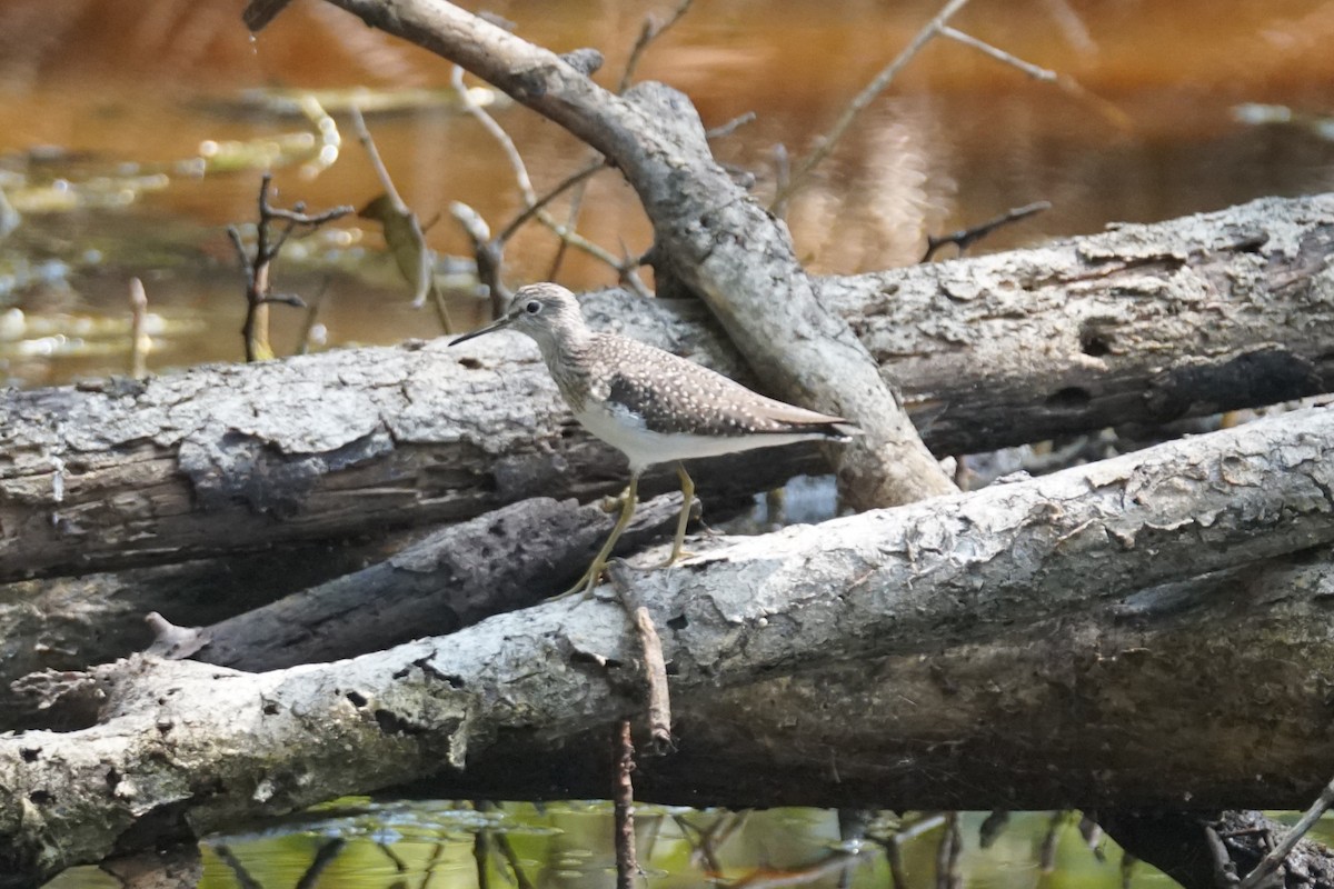 コシグロクサシギ - ML644352531