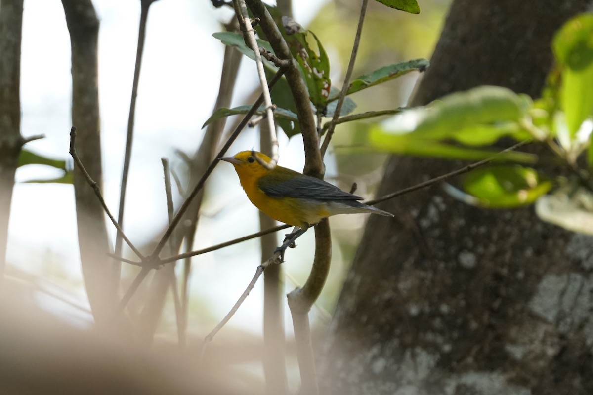 Prothonotary Warbler - ML644352532