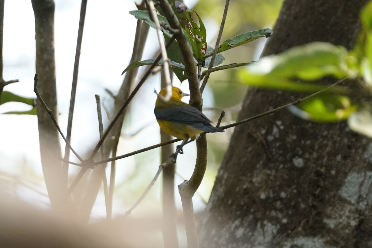 Prothonotary Warbler - ML644352533