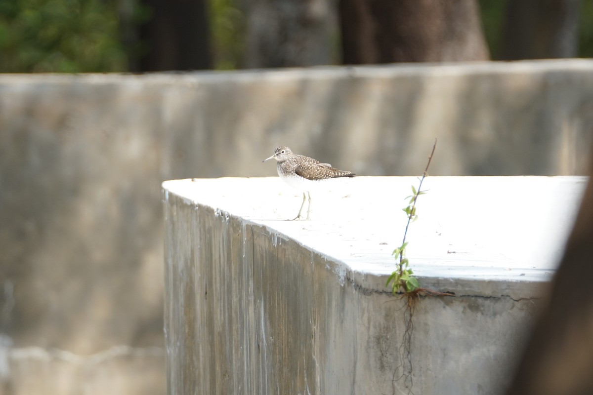 コシグロクサシギ - ML644352535