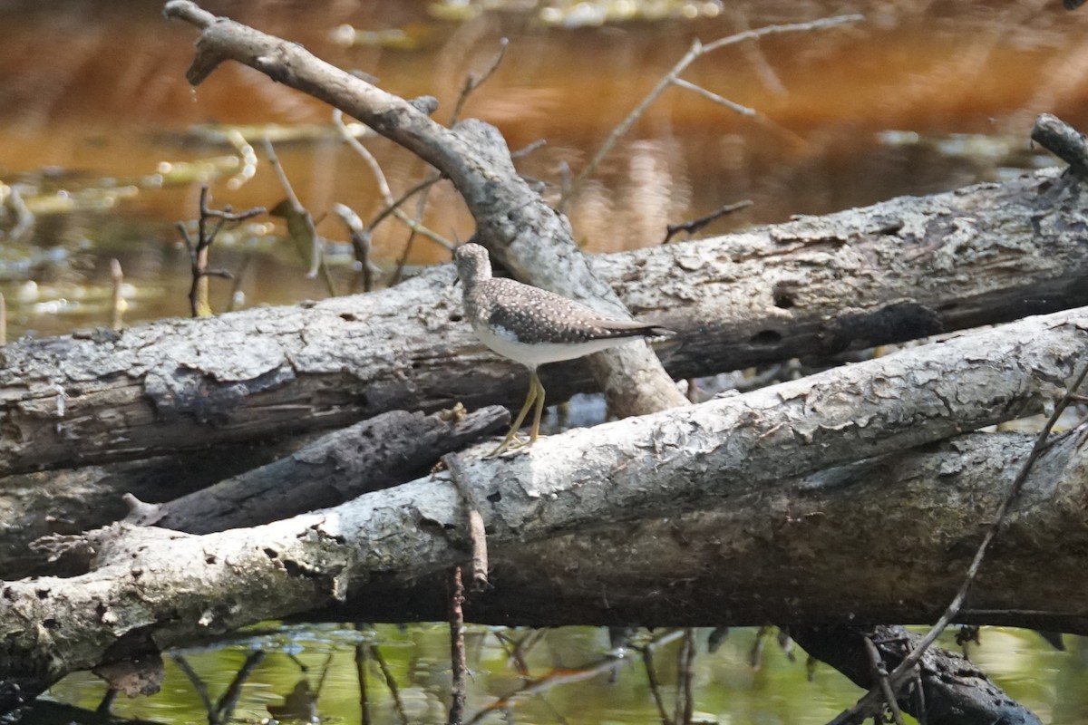 コシグロクサシギ - ML644352537