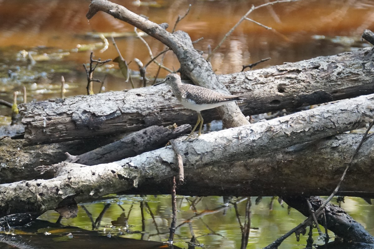 コシグロクサシギ - ML644352538