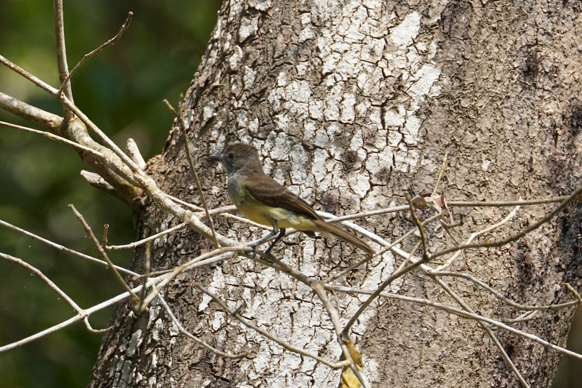 Panama Flycatcher - ML644352539