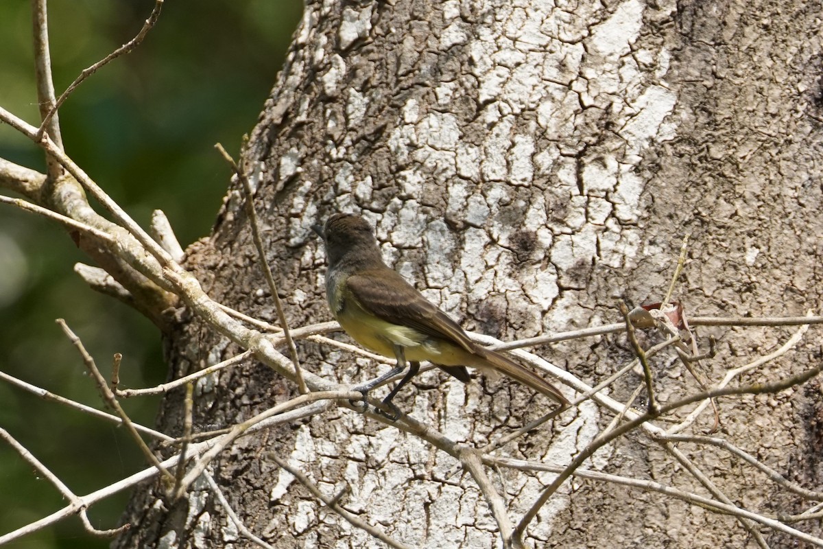 Pale-vented Pigeon - ML644352541