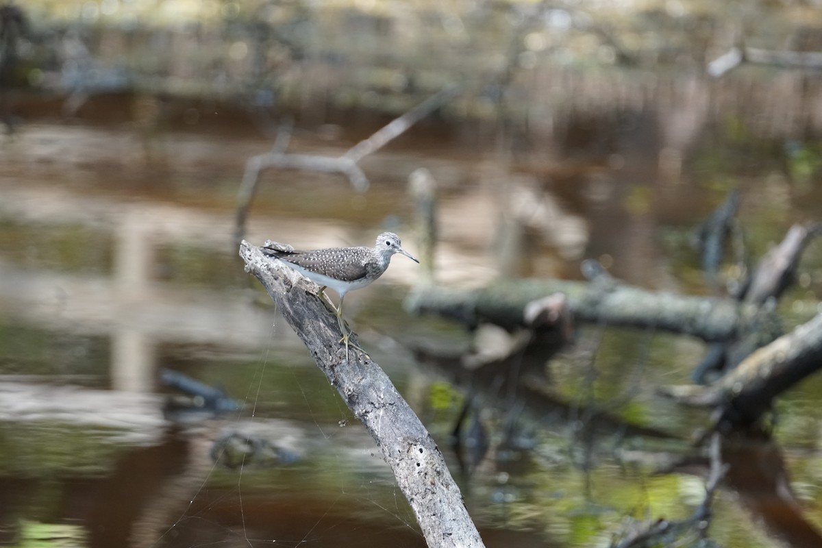 コシグロクサシギ - ML644352542