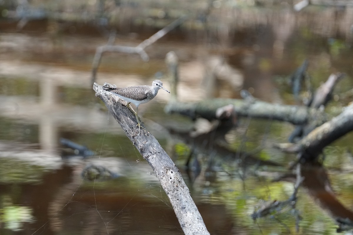 コシグロクサシギ - ML644352543