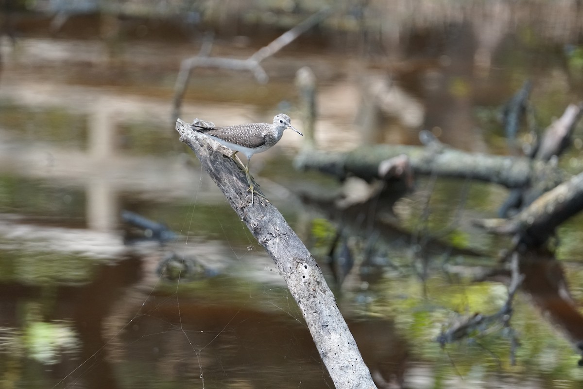 コシグロクサシギ - ML644352544