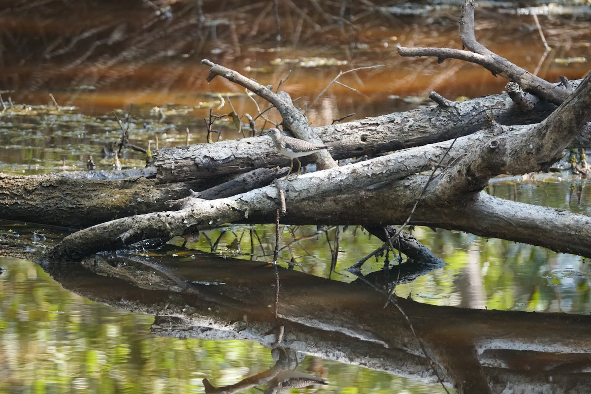 コシグロクサシギ - ML644352545