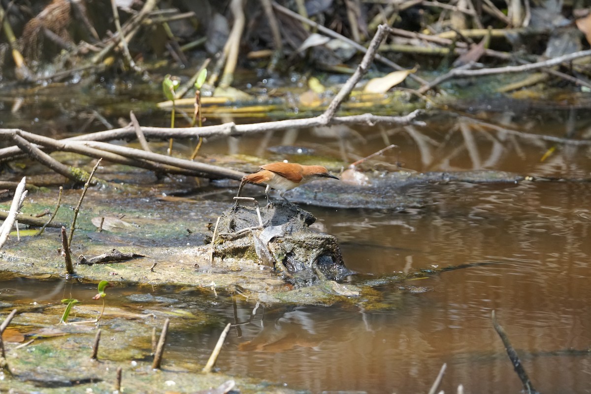 Gelbkinn-Riedschlüpfer - ML644352546