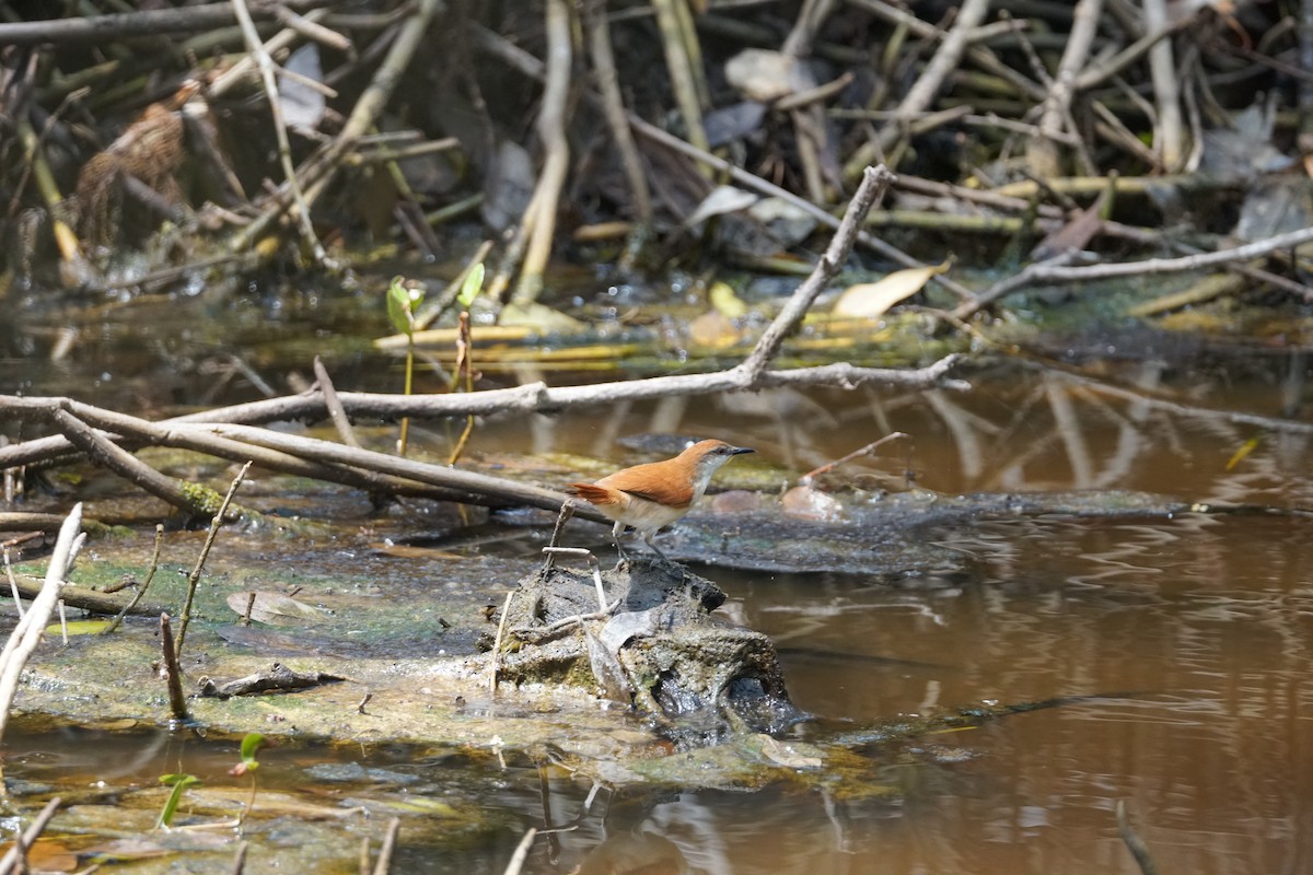 Gelbkinn-Riedschlüpfer - ML644352547