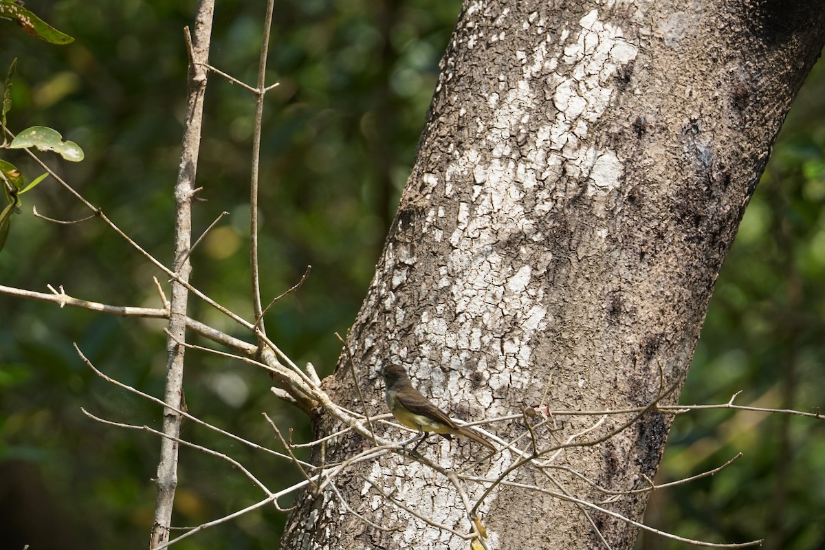 Pale-vented Pigeon - ML644352550
